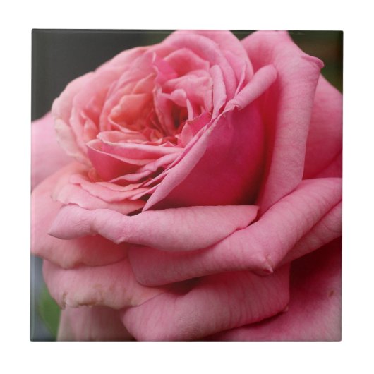 Roze Rose I Floral fotografie Tegeltje (Voorkant)