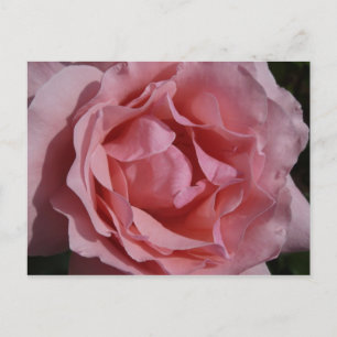 Roze Rose II  Floral Briefkaart