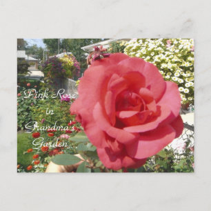 Roze Rose in oma's tuin Briefkaart