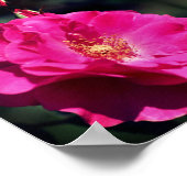 Roze Rose in volle bloei spiegel Abstract Poster (Hoek)