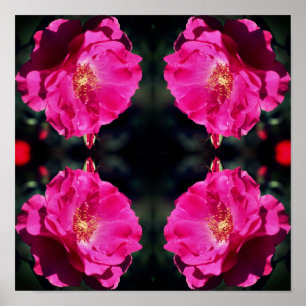 Roze Rose in volle bloei spiegel Abstract Poster