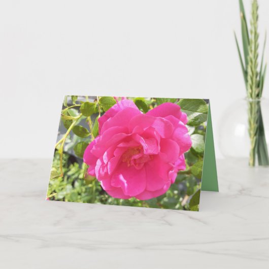 Roze Rose Kaart (Voorkant)