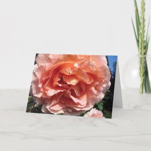 Roze Rose Kaart (Voorkant)