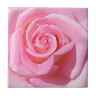Roze Rose keramische tegel Tegeltje