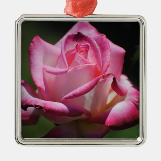 Roze Rose Kordes Perfecta Ornament (Voorkant)