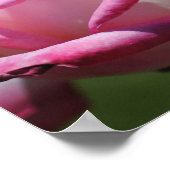 Roze Rose Kordes Perfecta Print (Hoek)