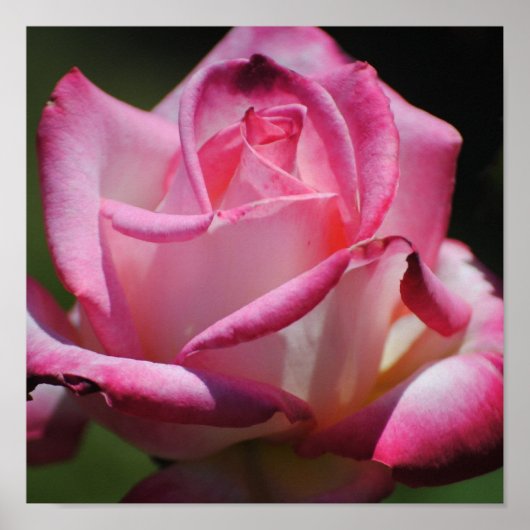 Roze Rose Kordes Perfecta Print (Voorkant)