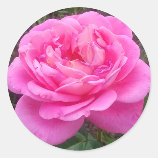 Roze Rose "Leonardo Da Vinci" Ronde Sticker (Voorkant)