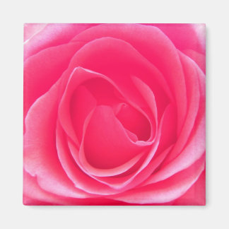 Roze Rose Magneet