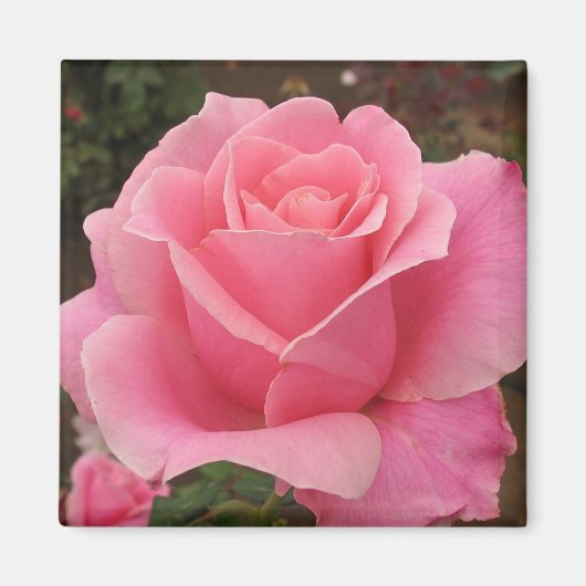 Roze Rose Magneet (Voorkant)