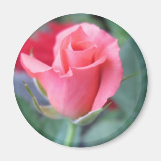 Roze Rose Magneet (Voorkant)