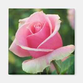Roze Rose Magnet Magneet