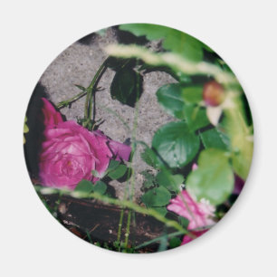 Roze Rose Magnet Magneet