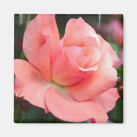 Roze Rose Magnet Magneet (Voorkant)
