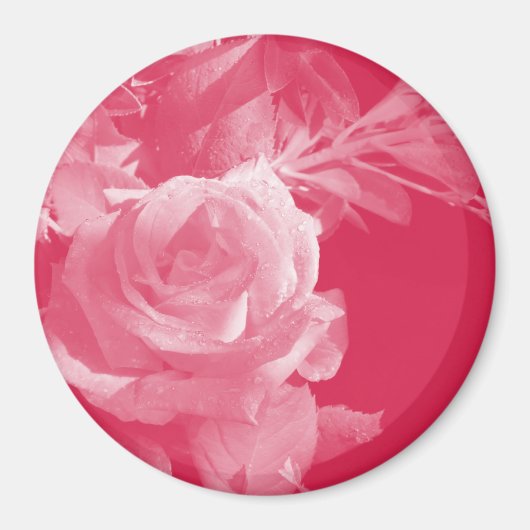 Roze Rose Magnet Magneet (Voorkant)