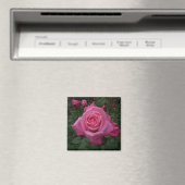 Roze Rose Magnet Magneet (Insitu (Vaatwasser))