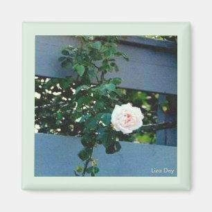 Roze Rose Magnet Magneet