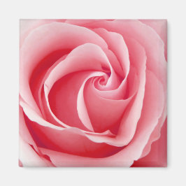 Roze Rose Magnet - Square Magneet