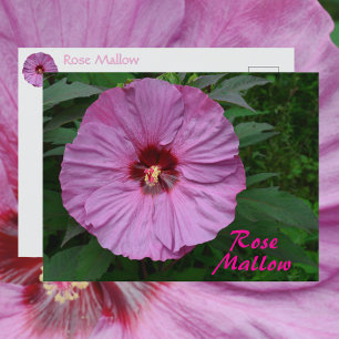 Roze Rose Mallow Flower Fotografische Botanische Briefkaart