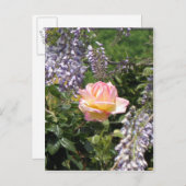 Roze Rose met Paarse Briefkaart van Wisteria (Voorkant / Achterkant)