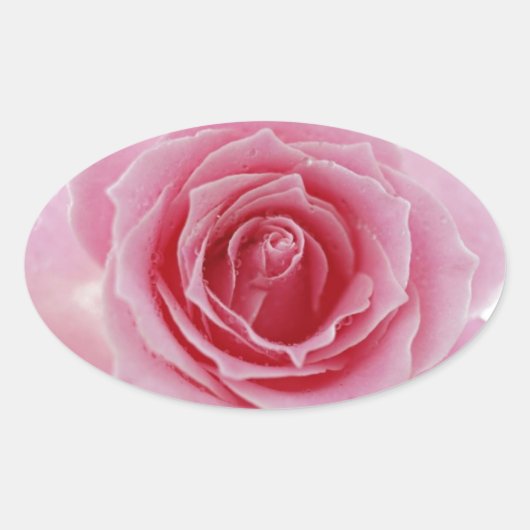 Roze Rose Ovale Sticker (Voorkant)