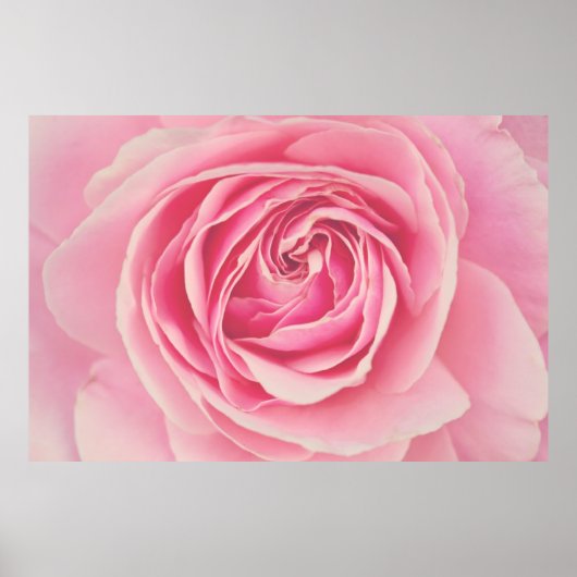 Roze Rose Petals Poster (Voorkant)