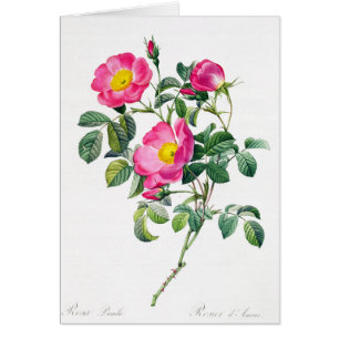 Roze Rose Pierre-Joseph Redoute Wenskaart