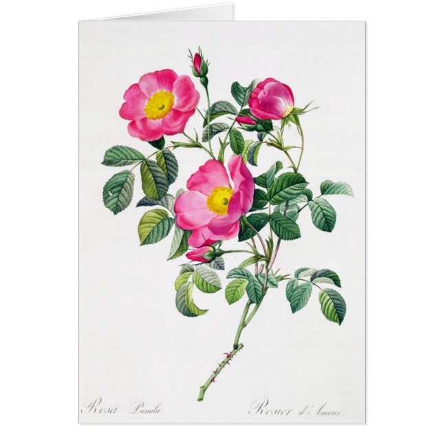 Roze Rose Pierre-Joseph Redoute Wenskaart (Voorkant)