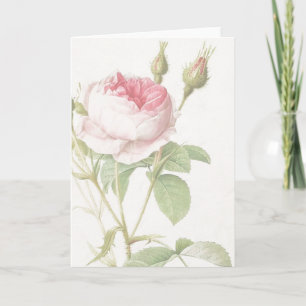 Roze Rose Pierre-Joseph Redoute Wenskaart Kaart
