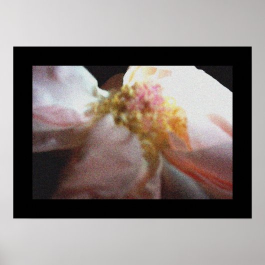 Roze Rose Poster (Voorkant)