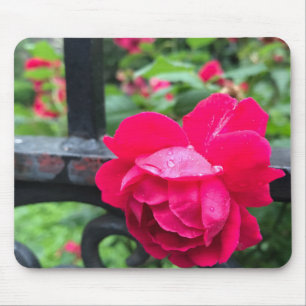 Roze Rose Raindrops Dew Garden Gate Foto Muismat