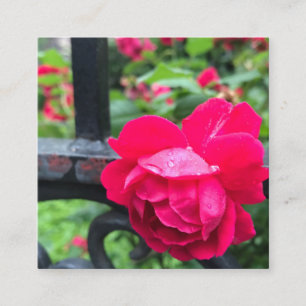 Roze Rose Raindrops Dew Garden Gate Foto Vierkante Visitekaartje
