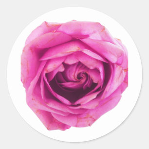 Roze Rose Ronde Sticker