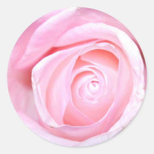 Roze Rose Ronde Sticker (Voorkant)