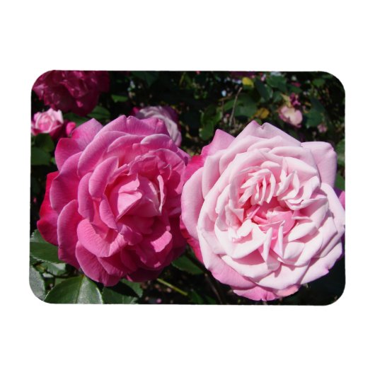 Roze Rose rozen foto Birthday Magnet Magneet (Horizontaal)