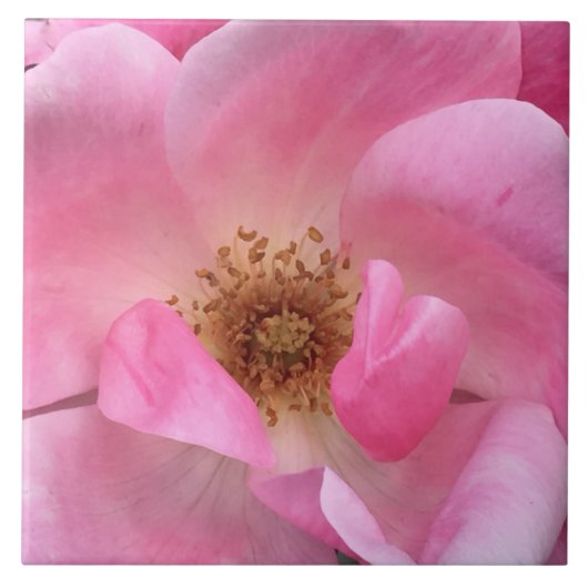 Roze Rose Tegeltje (Voorkant)