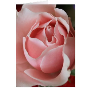 Roze Rosebud