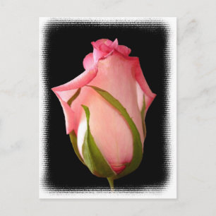 Roze rosebud met Fancy rand Briefkaart