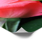 Roze Rosebud Pair Poster (Hoek)