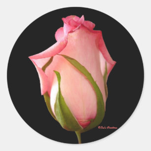 Roze Rosebud Ronde Sticker