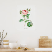 Roze Rosebuds  Botanische illustratie Poster (Keuken)