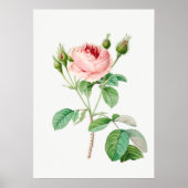 Roze Rosebuds  Botanische illustratie Poster (Voorkant)