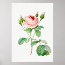Roze Rosebuds  Botanische illustratie