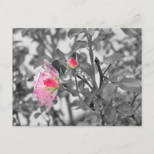 Roze Roses Color Splash Foto Briefkaart