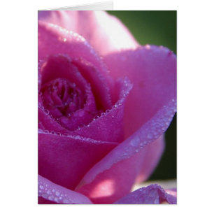Roze Roses Dew