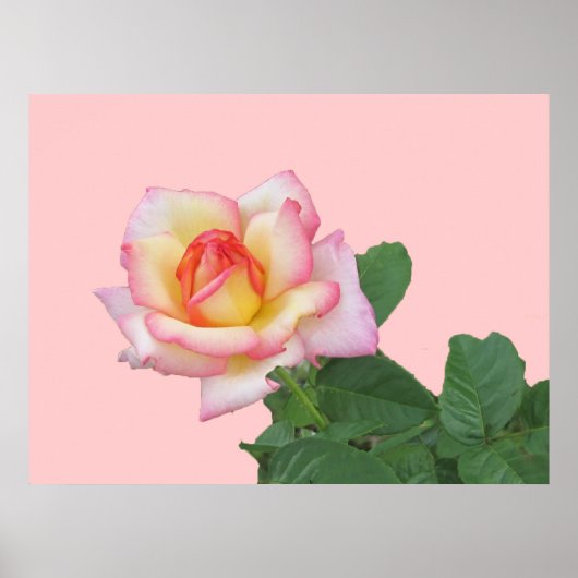 Roze roze 2-toon poster (Voorkant)