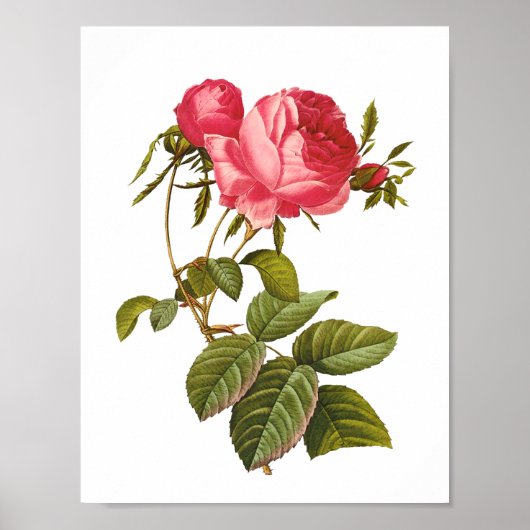 roze roze afdrukillustraties poster (Voorkant)