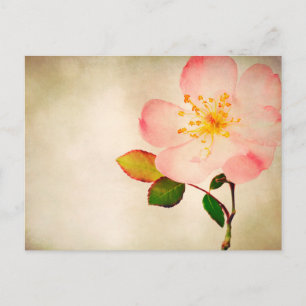 Roze roze bloemen - Bloemen Rozen op Waterverf Briefkaart