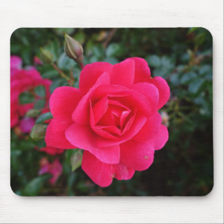 roze roze bloemfotografie muismat