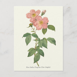  roze roze botanische afdrukken briefkaart
